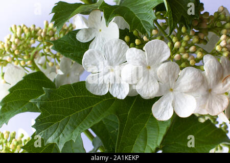 Fleurs de boule de neige (Viburnum opulus) sur fond blanc Banque D'Images