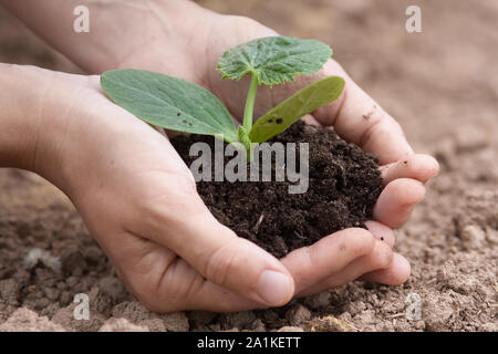 Les femmes hands holding seedling de courgette avec sol fertile Banque D'Images