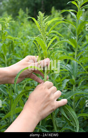 Collecte de feuilles mains willow-herb (Ivan-plateau) sur le pré Banque D'Images