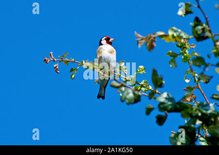 Chardonneret (Carduelis carduelis), perché sur les branches d'un grand buisson d'aubépine. Banque D'Images