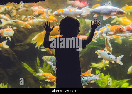 Silhouette d'un garçon regardant le poisson dans l'aquarium Banque D'Images