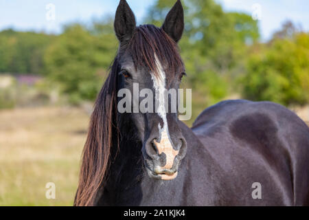 Belle tête de cheval sombre portrait sur le paddock Banque D'Images