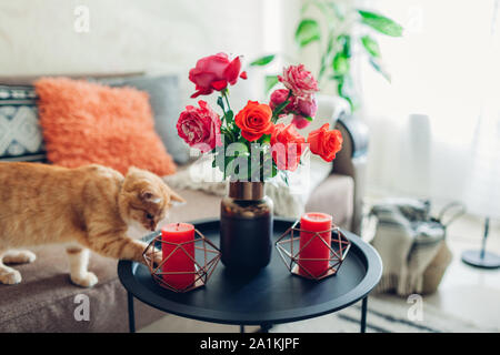 Intérieur de salle de séjour décorée de fleurs sur une table basse et d'un cat marche sur table et de jouer. Des roses fraîches Banque D'Images