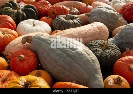 Assortiment de citrouilles Banque D'Images