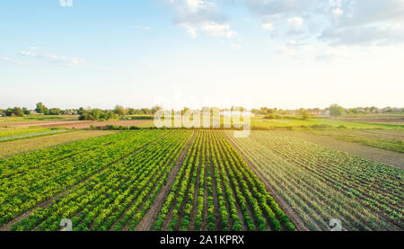 Lignes / de jeunes plantations de poivre, de poireau, de chou sur une ferme sur une journée ensoleillée. Accroître les légumes organiques. Produits respectueux de l'environnement. Les terres de l'Agriculture et de l'extrême Banque D'Images