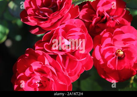 Lavaglut rouge d'été parfait floribunda rose Blossom. Banque D'Images