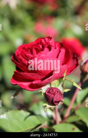 Lavaglut rouge d'été parfait floribunda rose Blossom. Banque D'Images