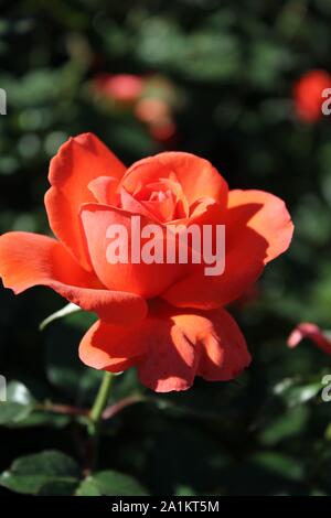 L'été idéal Candelabra Rosa grandiflora rose Blossom. Banque D'Images