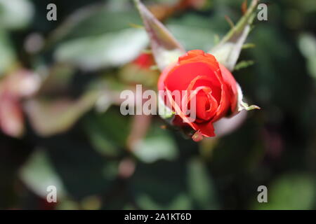 L'été idéal Candelabra Rosa grandiflora rose Blossom. Banque D'Images