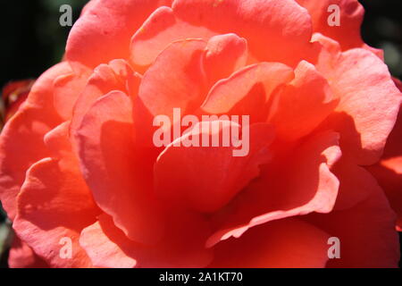 L'été idéal Candelabra Rosa grandiflora rose Blossom. Banque D'Images