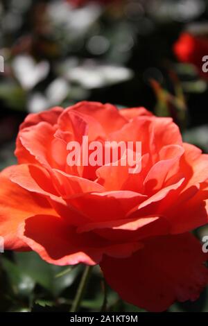 L'été idéal Candelabra Rosa grandiflora rose Blossom. Banque D'Images