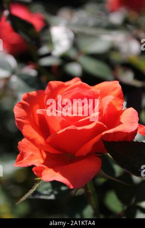 L'été idéal Candelabra Rosa grandiflora rose Blossom. Banque D'Images