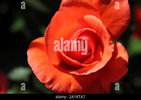 L'été idéal Candelabra Rosa grandiflora rose Blossom. Banque D'Images