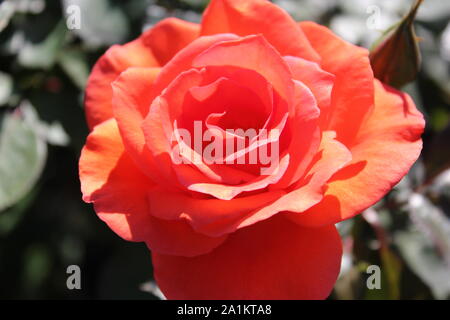 L'été idéal Candelabra Rosa grandiflora rose Blossom. Banque D'Images
