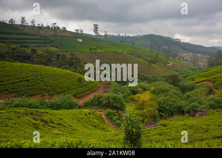 Sri Lanka, Kiribathgoda - le 25 janvier 2019 : Marboc de plantations de thé au Sri Lanka. Mabroc thé a été créé en 1988. Mabroc a un portefeuille de produits o Banque D'Images