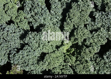 De plus en plus chou frisé vert dans le jardin. Banque D'Images