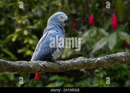 Perroquet gris du Congo / perroquet gris d'Afrique (Psittacus erithacus) perché dans l'arbre, originaire de l'Afrique équatoriale Banque D'Images