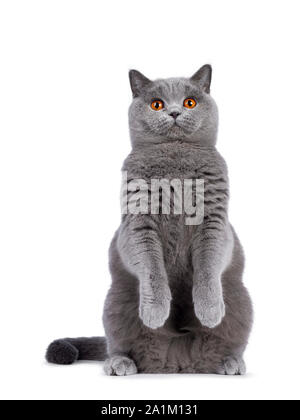 Bleu clair impressionnant jeune adulte British Shorthair chat femelle, assis sur les pattes arrière vers l'avant comme meerkat. À l'inclinaison de la tête avec mignon et bri Banque D'Images