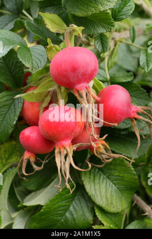 D'églantier Rosa Rugosa 'Rubra' à la fin de l'été - août. UK Banque D'Images