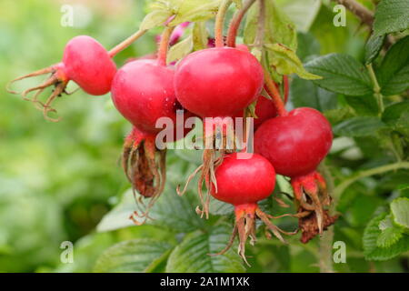 D'églantier Rosa Rugosa 'Rubra' à la fin de l'été - août. UK Banque D'Images