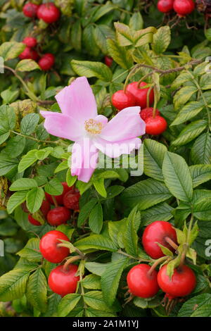 Rosa Rugosa 'Fru Dagmar Hastrup' affichage fleurs rose pâle caractéristique et hanches brillant à la fin de l'été. UK Banque D'Images