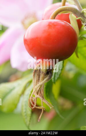 Rosa Rugosa 'Fru Dagmar Hastrup' affichage fleurs rose pâle caractéristique et hanches brillant à la fin de l'été. UK Banque D'Images