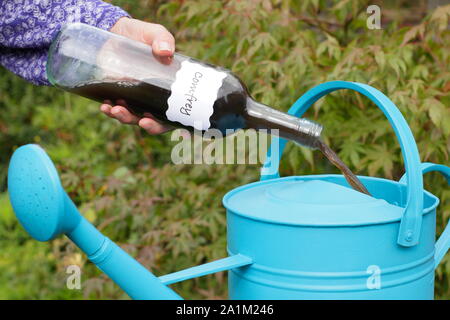 Symphytum. Accueil engrais consoude liquide ajouté à l'arrosoir pour la dilution avant de nourrir des plantes de jardin. UK Banque D'Images