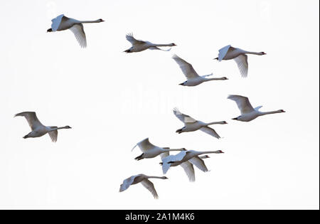 Grand Troupeau de cygnes tuberculés voler ensemble dans ciel blanc Banque D'Images