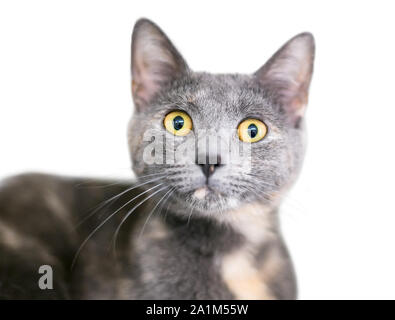 Une solution diluée de Calico cat aux cheveux courts intérieurs avec de grands yeux jaunes et une expression surprise Banque D'Images