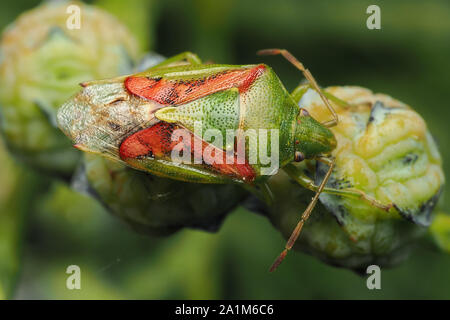 Cyphostethus tristriatus Shieldbug (Juniper) ramper sur Lawson's Cypress de baies. Tipperary, Irlande Banque D'Images