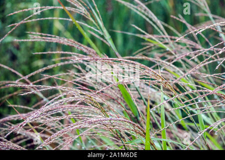 L'herbe flamme Miscanthus sinensis 'Purpurascens' Banque D'Images