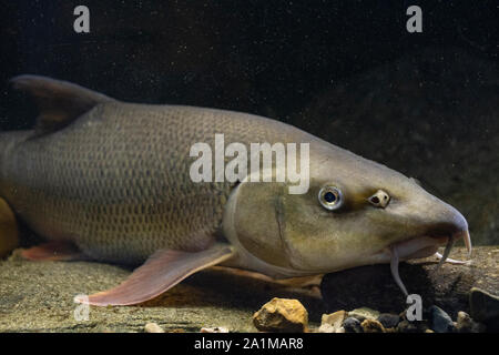 Barbel commun, Barbus barbus, natation le long du fleuve, la rivière Trent, Nottingham, Juillet Banque D'Images