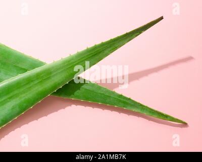 Les feuilles d'aloe vera. Banque D'Images