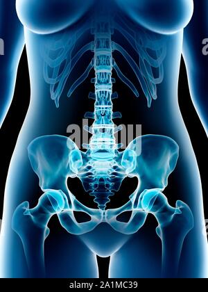 Les os du bassin, l'illustration de l'ordinateur Banque D'Images
