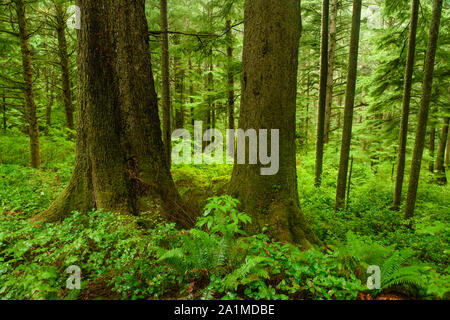 Forêt tropicale, Oswald West State Park, Oregon, USA Banque D'Images