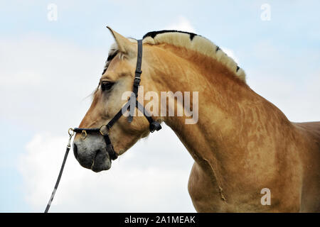 Norwegian Fjord Horse dans le fond de ciel Banque D'Images