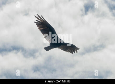 Condor volant au-dessus du Canyon Sonche à Huancas, Chachapoyas, Amazonas, Pérou Banque D'Images