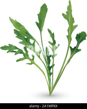 3D réaliste rucola. Salade fraîche ou rucola. Collection Feuille verte roquette isolé sur fond blanc. Roquette pour votre menu. Vector illustration. Illustration de Vecteur