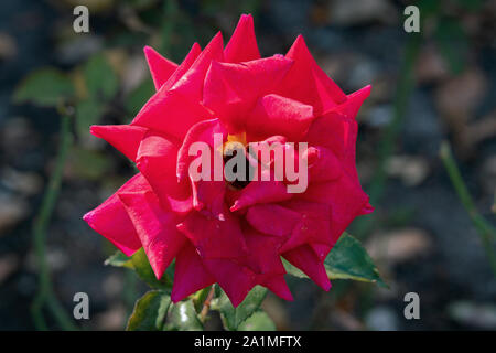 Portrait détaillé d'une seule rose rouge et jaune Kleopatra tête avec un arrière-plan flou vert en plein soleil Banque D'Images