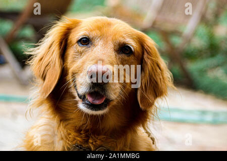 Une photo de mon chien's face Banque D'Images