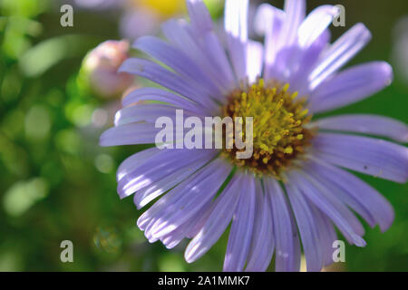 Close up of European Michaelmas-daisy flower, Aster amellus Banque D'Images