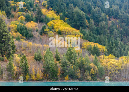 Autumn aspens sur la rive du lac Chilko, Chilcotin Wilderness, British Columbia, Canada Banque D'Images