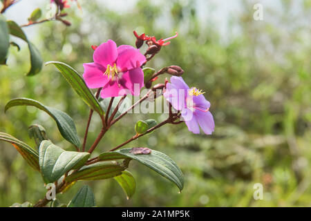 Cinq belles fleurs des pétales dans la cloudforest de Chachapoyas, Amazonas, Pérou Banque D'Images