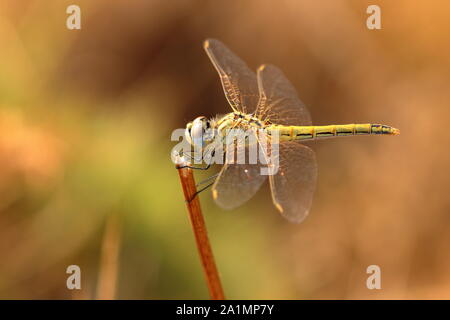 Libellule Banque D'Images