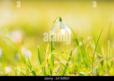 Snowdrop Galanthus nivalis commun en fleurs fleurs de soleil sur un pré vert. petit focus technique approfondie. Banque D'Images