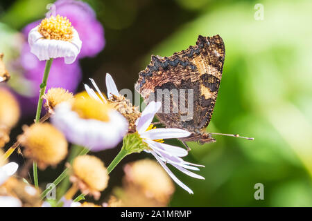 Petite écaille Aglais urticae papillon ailes fermées côté détaillée voir libre. Sur la pollinisation des fleurs blanches dans une couleur vibrante pré, natura Banque D'Images