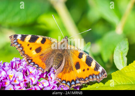 Petite écaille Aglais urticae ouvrir les ailes de papillon haut détaillée voir libre. Sur la pollinisation des fleurs pourpre buddleja, lumière naturelle, sélective Banque D'Images