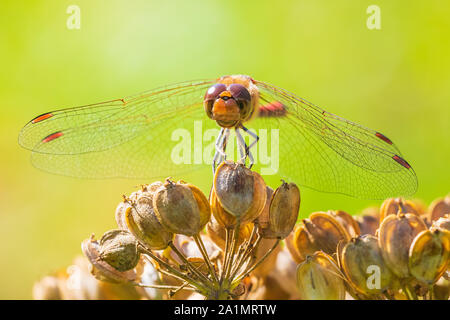 Sympetrum vulgatum, vagabond moustachu ou dard vert Vue de face. Ailes déployées il est en train de sécher ses ailes au début, la lumière du soleil chaude Banque D'Images