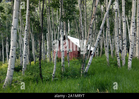 L'un des nombreux Colorado Outward Bound School cabines et ses bâtiments administratifs, au fond des bois, haut au-dessus de la ville de marbre dans Gunnison Comté (Colorado) Banque D'Images