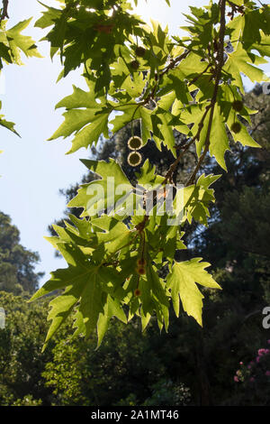 La Norvège et l'érable arbre feuilles en arrière-plan Banque D'Images